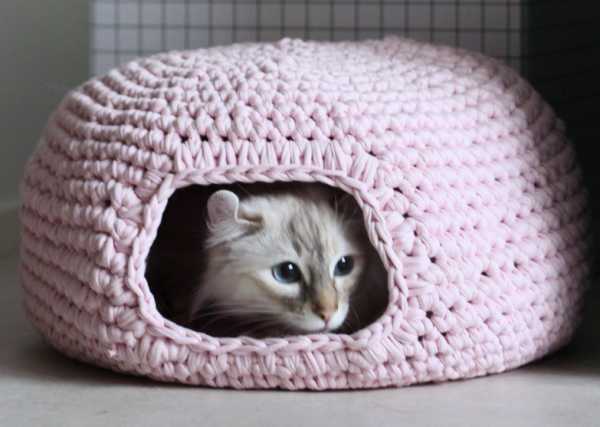 kitten burrow