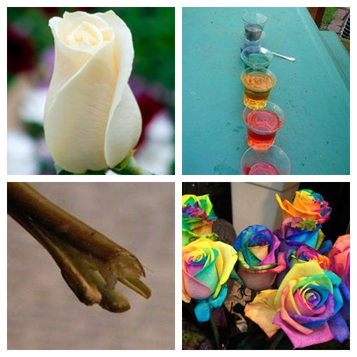Rainbow Rose 2 Wonderful DIY Beautiful Rainbow Rose