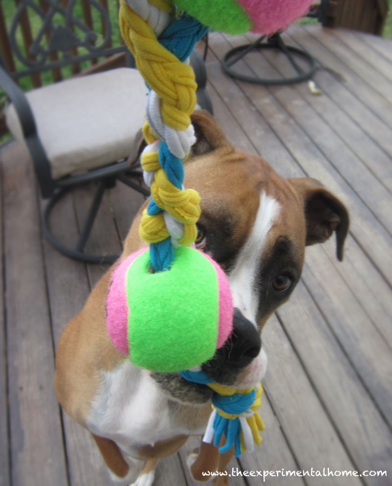 waste yarn dog toy