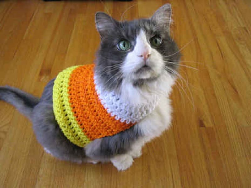 DIY cat costumes for your furry friend