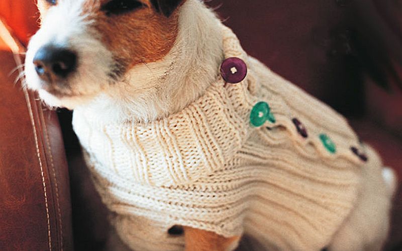 side button sweater for dogs