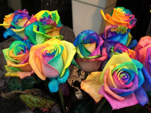 Rainbow Rose 1 Wonderful DIY Beautiful Rainbow Rose