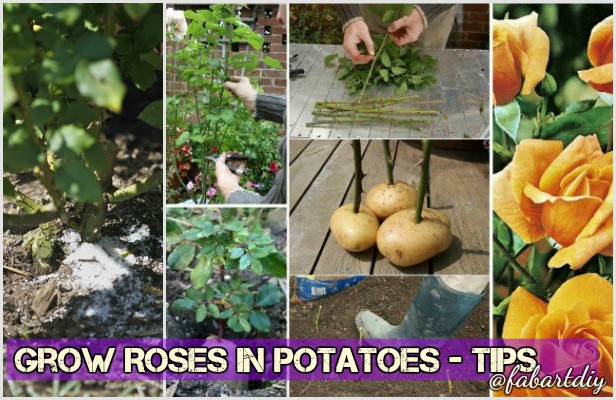 Growing Roses from Slicing Potatoes Tutorial (Video)