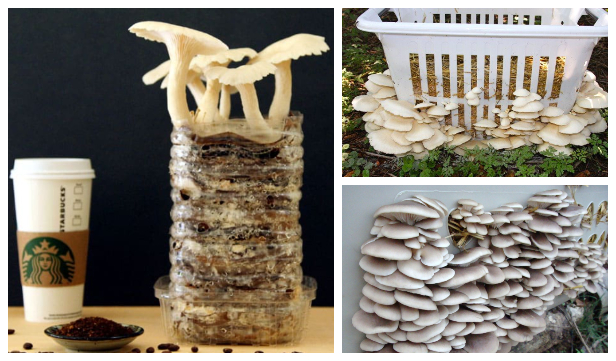 Tips for Growing Mushrooms at Home