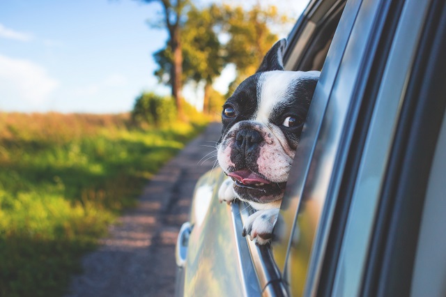 A guide to road trips with your dog