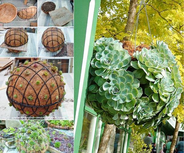 DIY hanging succulents for your garden