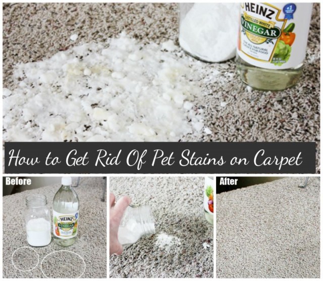 How to Easily Remove Pet Stains from Carpet