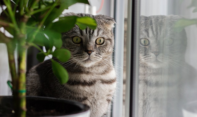 Online delivery of the most cat-friendly houseplants