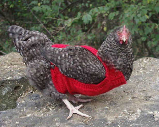 DIY Knitted Chicken Sweater Free Pattern