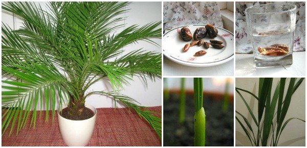 How To Grow Date Palms From Seed (Video)