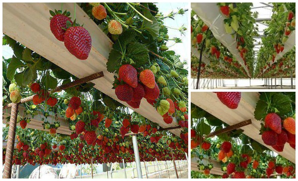 How to Grow Strawberries in Rain Gutter Pots (Video)