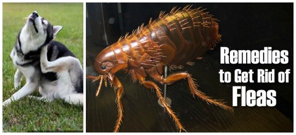 Natural Home Remedies to Get Rid of Fleas