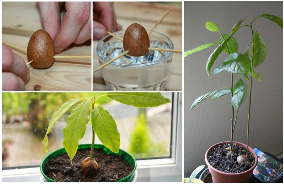 How to Grow an Avocado Tree from Seed