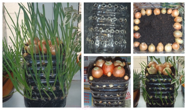 How To Grow Onions Vertically In Plastic Bottles On The Windowsill